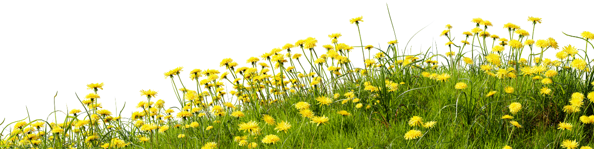 herbe et fleurs